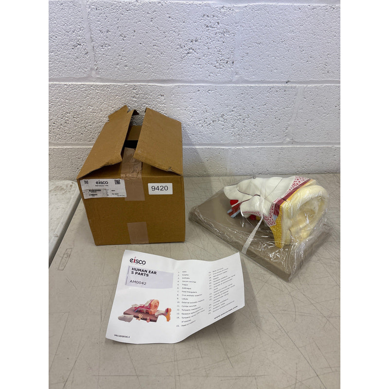 Eisco Labs 5 Part Human Ear Model 4x Life Size, Biology Model, Science, Learning