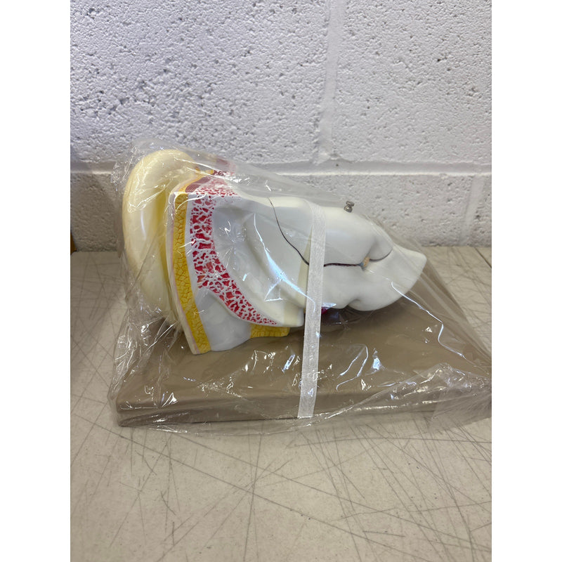 Eisco Labs 5 Part Human Ear Model 4x Life Size, Biology Model, Science, Learning