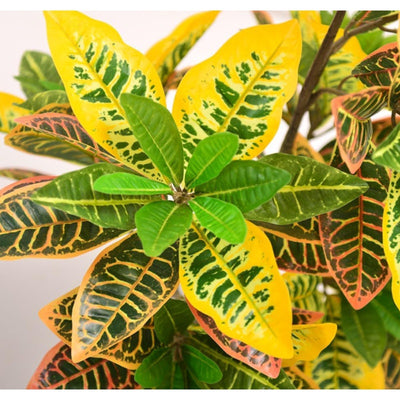 2-Pack Fake Plant Artificial Croton 23.6'' Tall Colorful Leaves Faux Croton Palm
