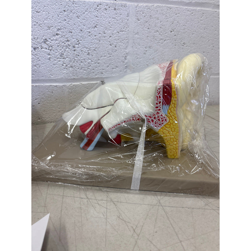 Eisco Labs 5 Part Human Ear Model 4x Life Size, Biology Model, Science, Learning