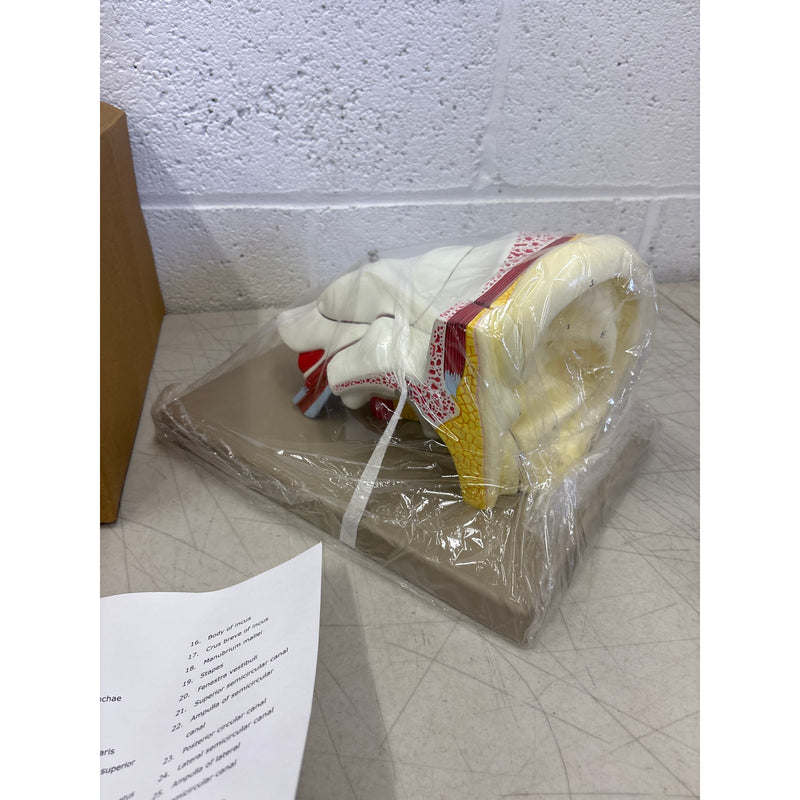 Eisco Labs 5 Part Human Ear Model 4x Life Size, Biology Model, Science, Learning