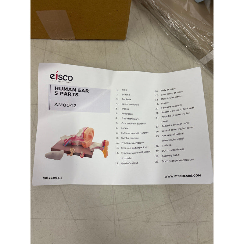 Eisco Labs 5 Part Human Ear Model 4x Life Size, Biology Model, Science, Learning