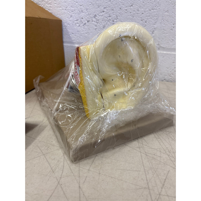 Eisco Labs 5 Part Human Ear Model 4x Life Size, Biology Model, Science, Learning