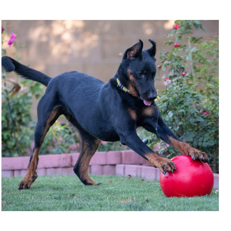 Doggie Dooley Virtually Indestructible Best Ball for Dogs, 10-inch - Blue