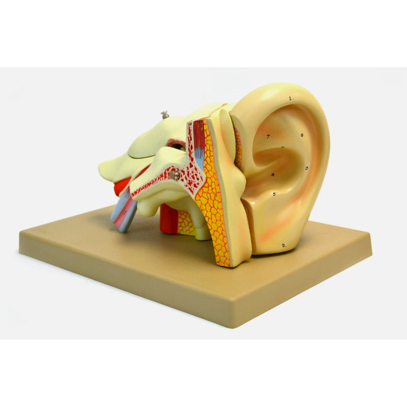 Eisco Labs 5 Part Human Ear Model 4x Life Size, Biology Model, Science, Learning